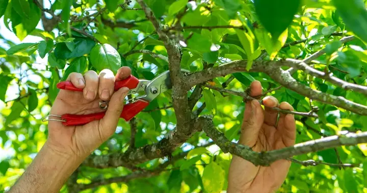 Cách Cắt Cành Cây Trồng Đúng Kỹ Thuật: Hướng Dẫn Cơ Bản Cho Người Mới