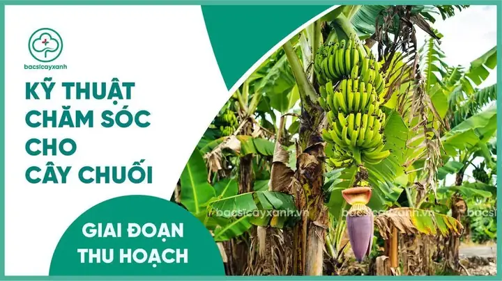 Cách Chăm Sóc Cây Chuối Mới Trồng: Hướng Dẫn Cho Người Mới