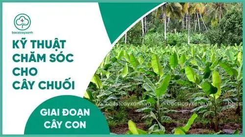 Cách Chăm Sóc Cây Chuối Mới Trồng: Hướng Dẫn Cho Người Mới
