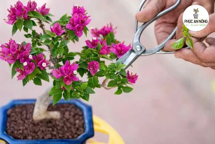 Cách Chăm Sóc Hoa Giấy Trồng Bồn Cho Người Mới: Nở Hoa Đẹp, Bền Lâu
