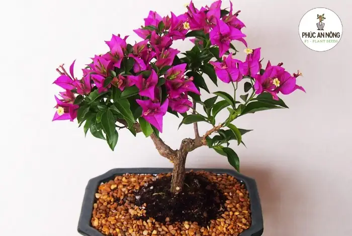 Cách Chăm Sóc Hoa Giấy Trồng Bồn Cho Người Mới: Nở Hoa Đẹp, Bền Lâu