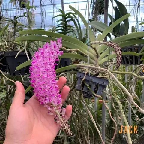 Cách Chăm Sóc Hoa Phong Lan Mới Trồng: Dễ Sống, Dễ Ra Rễ Cách Chăm Sóc Hoa Phong Lan Mới Trồng: Dễ Sống, Dễ Ra Rễ