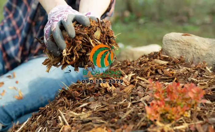 Cách Che Cây Trồng Chậu Hiệu Quả: Tạo Bóng, Che Phủ Và Giữ Ẩm Đúng Cách Cách Che Cây Trồng Chậu Hiệu Quả: Tạo Bóng, Che Phủ Và Giữ Ẩm Đúng Cách