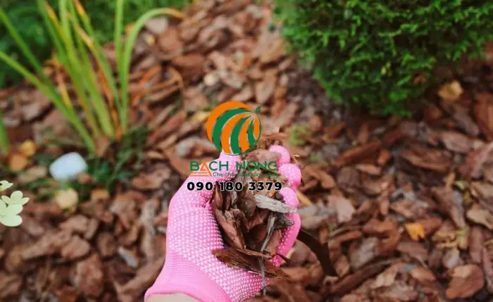 Cách Che Cây Trồng Chậu Hiệu Quả: Tạo Bóng, Che Phủ Và Giữ Ẩm Đúng Cách Cách Che Cây Trồng Chậu Hiệu Quả: Tạo Bóng, Che Phủ Và Giữ Ẩm Đúng Cách