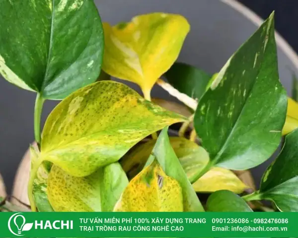 Cách Chiết Cành Trầu Bà Sang Trồng Thủy Canh: Từ Cắt Đến Ra Rễ
