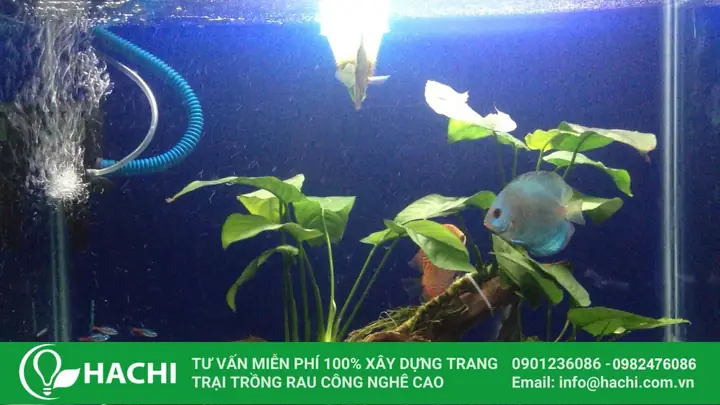 Cách Chiết Cành Trầu Bà Sang Trồng Thủy Canh: Từ Cắt Đến Ra Rễ