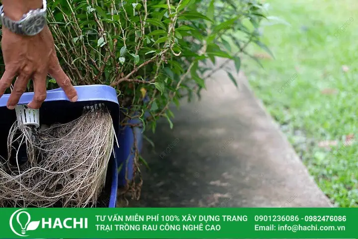 Cách Chiết Cành Trầu Bà Sang Trồng Thủy Canh: Từ Cắt Đến Ra Rễ