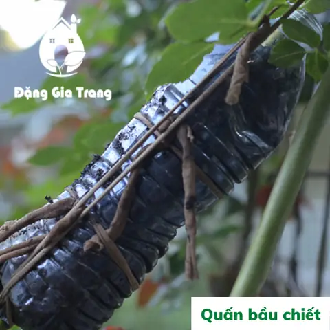 Hướng Dẫn Cách Chiết Nhánh Hoa Hồng (cây Hoa Trồng) 2 Phương Pháp: Có Bầu & Không Bầu Đất - Tỷ Lệ Sống Cao