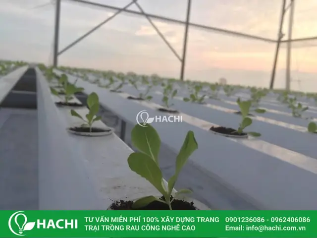 Cách Cho Hạt Giống Nảy Mầm Nhanh Để Cây Trồng Từ Hạt Sớm Ra Trái Cách Cho Hạt Giống Nảy Mầm Nhanh Để Cây Trồng Từ Hạt Sớm Ra Trái