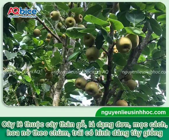 Cách Cho Hạt Giống Nảy Mầm Nhanh Để Cây Trồng Từ Hạt Sớm Ra Trái Cách Cho Hạt Giống Nảy Mầm Nhanh Để Cây Trồng Từ Hạt Sớm Ra Trái