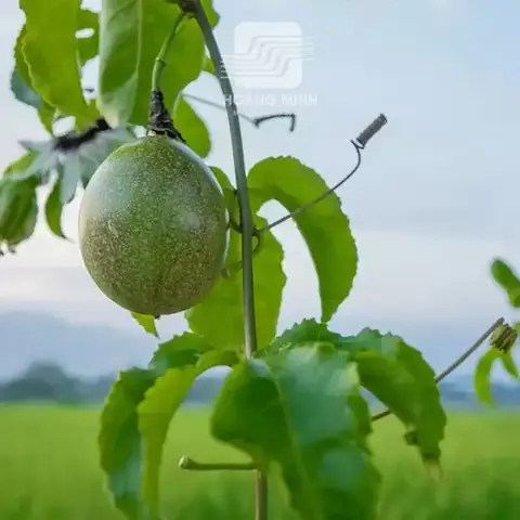 Cách Chôn Cọc Trồng Chanh Dây: Hướng Dẫn Làm Giàn Đúng Khoảng Cách Và Bền Mùa Mưa