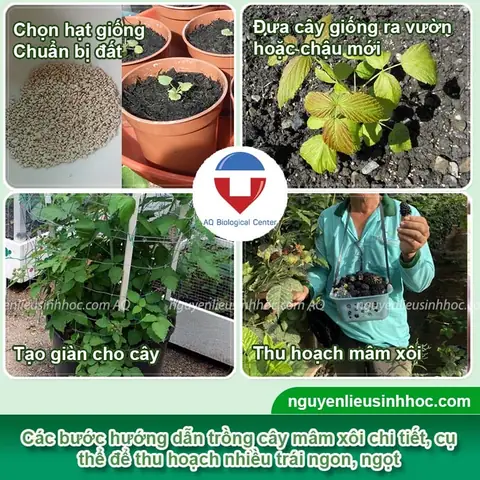 Cách Chọn Đất Trồng Cây Mâm Xôi: Tiêu Chí, Loại Đất Và Cách Pha Cách Chọn Đất Trồng Cây Mâm Xôi: Tiêu Chí, Loại Đất Và Cách Pha