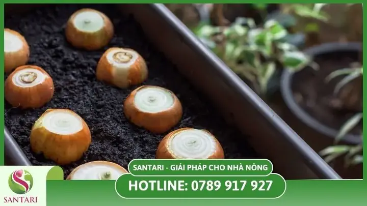 Cách Chọn Hành Tây Để Trồng: Củ Tốt, Hạt Giống Và Giống Phù Hợp