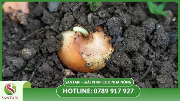 Cách Chọn Hành Tây Để Trồng: Củ Tốt, Hạt Giống Và Giống Phù Hợp
