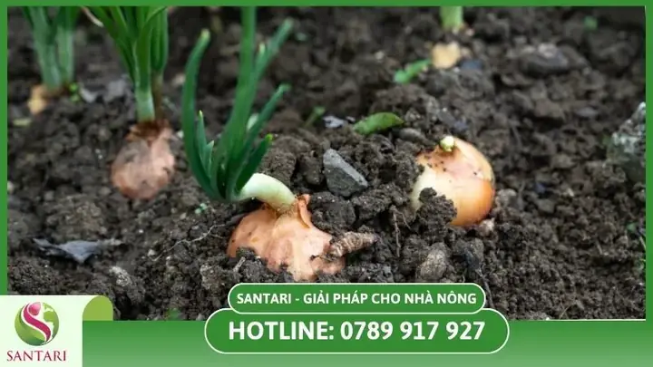 Cách Chọn Hành Tây Để Trồng: Củ Tốt, Hạt Giống Và Giống Phù Hợp