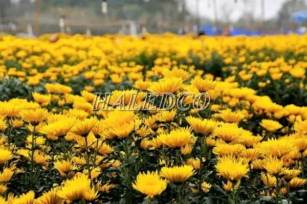 Cách Chong Điện Cho Cúc Pha Lê Trồng Chậu: Lịch Thắp – Tắt Đèn Để Ra Hoa Đúng Tết