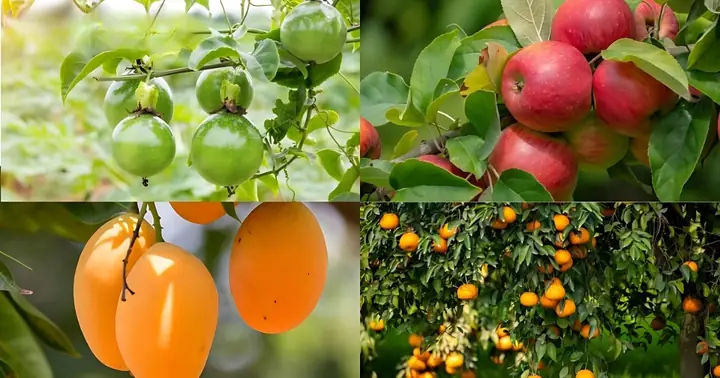 Cách Chuẩn Bị Đất Trồng Cây Ăn Quả: Trộn Đất, Cải Tạo Và Đào Hố