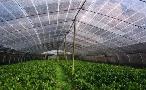 Cách Cột Lưới Trồng Lan Đúng Kỹ Thuật: Căng Phẳng, Chắc Chắn Và Bền Cách Cột Lưới Trồng Lan Đúng Kỹ Thuật: Căng Phẳng, Chắc Chắn Và Bền