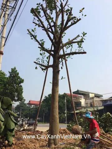 Hướng Dẫn Kỹ Thuật Đánh Bầu Bứng Rễ Cây Mít To, Cổ Thụ Chuẩn Quy Trình: Từ Chuẩn Bị, Đào Rễ Đến Chăm Sóc Sau Trồng Đảm Bảo Sống Cao Hướng Dẫn Kỹ Thuật Đánh Bầu Bứng Rễ Cây Mít To, Cổ Thụ Chuẩn Quy Trình: Từ Chuẩn Bị, Đào Rễ Đến Chăm Sóc Sau Trồng Đảm Bảo Sống Cao