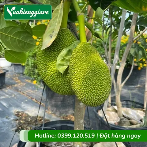 Hướng Dẫn Kỹ Thuật Đánh Bầu Bứng Rễ Cây Mít To, Cổ Thụ Chuẩn Quy Trình: Từ Chuẩn Bị, Đào Rễ Đến Chăm Sóc Sau Trồng Đảm Bảo Sống Cao Hướng Dẫn Kỹ Thuật Đánh Bầu Bứng Rễ Cây Mít To, Cổ Thụ Chuẩn Quy Trình: Từ Chuẩn Bị, Đào Rễ Đến Chăm Sóc Sau Trồng Đảm Bảo Sống Cao