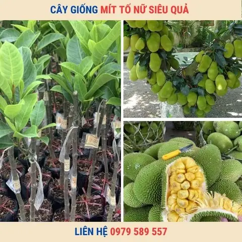 Hướng Dẫn Kỹ Thuật Đánh Bầu Bứng Rễ Cây Mít To, Cổ Thụ Chuẩn Quy Trình: Từ Chuẩn Bị, Đào Rễ Đến Chăm Sóc Sau Trồng Đảm Bảo Sống Cao Hướng Dẫn Kỹ Thuật Đánh Bầu Bứng Rễ Cây Mít To, Cổ Thụ Chuẩn Quy Trình: Từ Chuẩn Bị, Đào Rễ Đến Chăm Sóc Sau Trồng Đảm Bảo Sống Cao