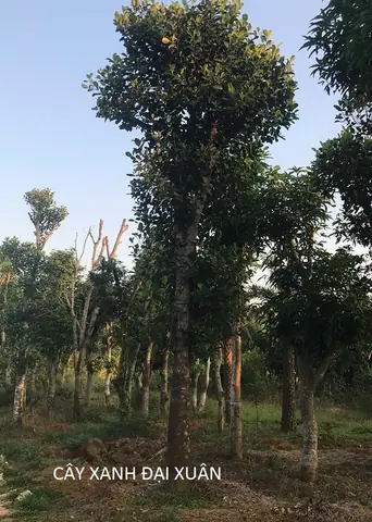 Hướng Dẫn Kỹ Thuật Đánh Bầu Bứng Rễ Cây Mít To, Cổ Thụ Chuẩn Quy Trình: Từ Chuẩn Bị, Đào Rễ Đến Chăm Sóc Sau Trồng Đảm Bảo Sống Cao Hướng Dẫn Kỹ Thuật Đánh Bầu Bứng Rễ Cây Mít To, Cổ Thụ Chuẩn Quy Trình: Từ Chuẩn Bị, Đào Rễ Đến Chăm Sóc Sau Trồng Đảm Bảo Sống Cao