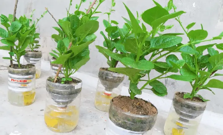 Cách Dùng Chai Nhựa Để Trồng Hoa Tại Nhà: 10 Kiểu Chậu Treo, Đứng Và Tự Tưới