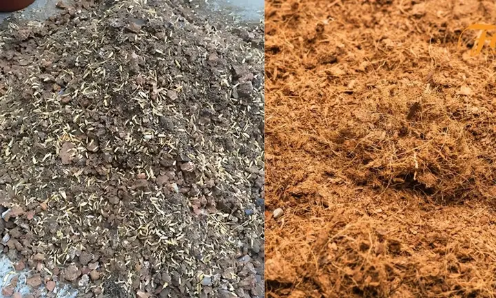 Cách Dùng Đất Thịt Tạo Bùn Trồng Sen: Ngâm, Bóp Nhuyễn Và Trồng Tại Nhà