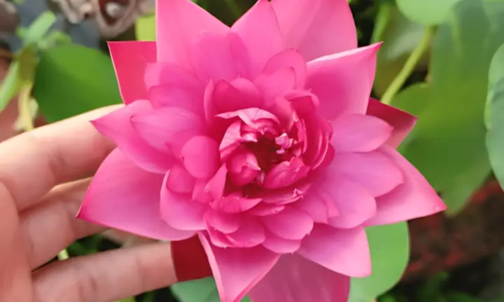 Cách Dùng Đất Thịt Tạo Bùn Trồng Sen: Ngâm, Bóp Nhuyễn Và Trồng Tại Nhà