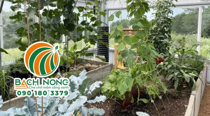 Hướng Dẫn Cách Dựng Nhà Trồng Rau Sạch (nhà Lưới, Nhà Kính, Nhà Màng): Quy Trình, Vật Tư, Chi Phí & Tiêu Chí Chọn Loại Phù Hợp