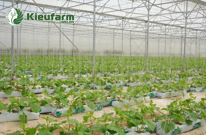 Cách Gieo Hạt Dưa Lưới Cho Người Mới: Từ Ngâm, Ủ Đến Chăm Sóc Cây Con