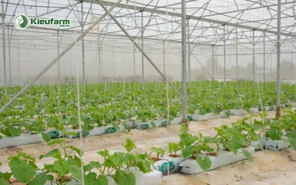 Cách Gieo Hạt Dưa Lưới Trong Nhà Màng: Hướng Dẫn Cho Người Mới Cách Gieo Hạt Dưa Lưới Trong Nhà Màng: Hướng Dẫn Cho Người Mới