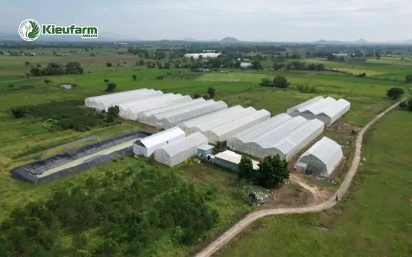 Cách Gieo Hạt Dưa Lưới Trong Nhà Màng: Hướng Dẫn Cho Người Mới Cách Gieo Hạt Dưa Lưới Trong Nhà Màng: Hướng Dẫn Cho Người Mới