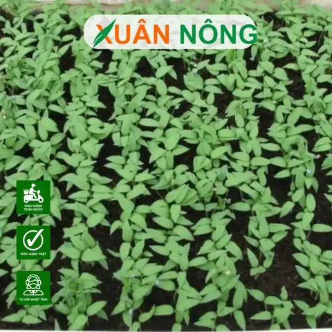 Cách Gieo Hạt Để Trồng Rau Sạch Tại Nhà: Ngâm, Ủ Và Gieo Cho Hạt Nảy Mầm Đều Cách Gieo Hạt Để Trồng Rau Sạch Tại Nhà: Ngâm, Ủ Và Gieo Cho Hạt Nảy Mầm Đều