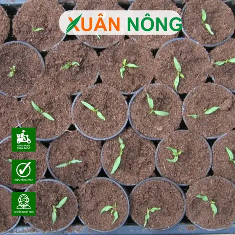 Cách Gieo Hạt Để Trồng Rau Sạch Tại Nhà: Ngâm, Ủ Và Gieo Cho Hạt Nảy Mầm Đều Cách Gieo Hạt Để Trồng Rau Sạch Tại Nhà: Ngâm, Ủ Và Gieo Cho Hạt Nảy Mầm Đều
