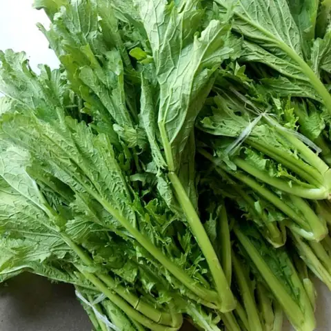 Cách Gieo Trồng Cải Mèo Tại Nhà: Từ Hạt Giống Đến Thu Hoạch Cách Gieo Trồng Cải Mèo Tại Nhà: Từ Hạt Giống Đến Thu Hoạch