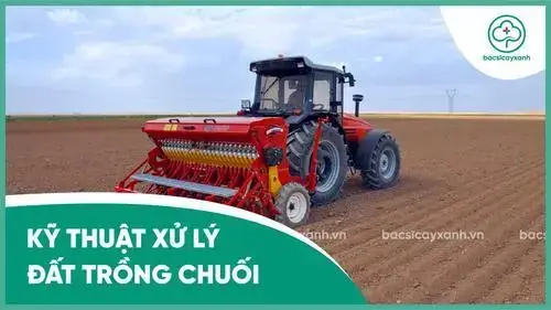 Cách Gieo Trồng Cây Chuối: Hướng Dẫn Chi Tiết Cho Người Mới Cách Gieo Trồng Cây Chuối: Hướng Dẫn Chi Tiết Cho Người Mới
