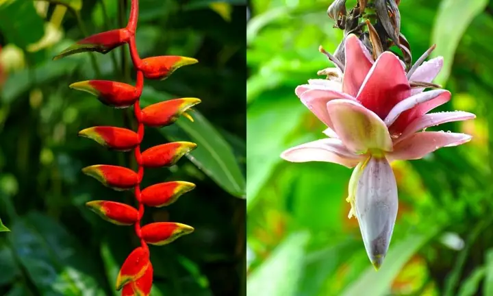 Cách Gieo Trồng Cây Chuối: Hướng Dẫn Chi Tiết Cho Người Mới Cách Gieo Trồng Cây Chuối: Hướng Dẫn Chi Tiết Cho Người Mới
