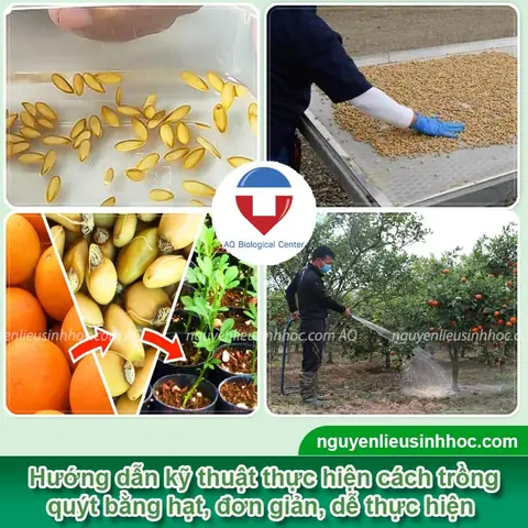 Cách Gieo Hạt Quýt Đường Trong Chậu: Từ Nảy Mầm Đến Ra Quả Cách Gieo Hạt Quýt Đường Trong Chậu: Từ Nảy Mầm Đến Ra Quả
