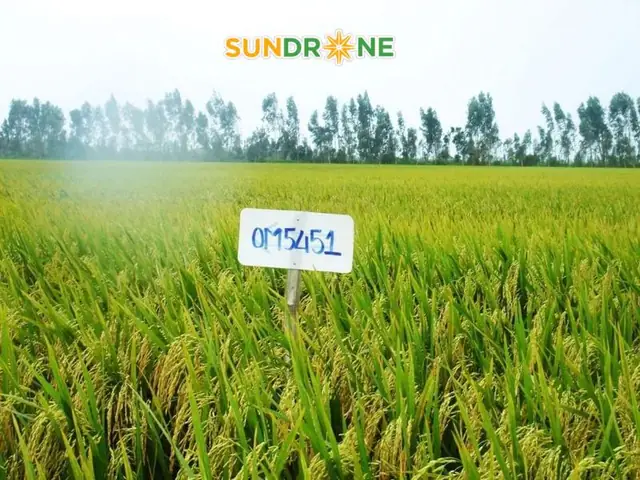 Cách Gieo Trồng Lúa Nước Chuẩn Kỹ Thuật: Quy Trình 6 Giai Đoạn Từ Chọn Giống Đến Thu Hoạch Cách Gieo Trồng Lúa Nước Chuẩn Kỹ Thuật: Quy Trình 6 Giai Đoạn Từ Chọn Giống Đến Thu Hoạch