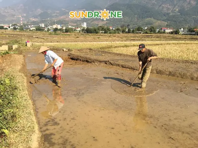 Cách Gieo Trồng Lúa Nước Chuẩn Kỹ Thuật: Quy Trình 6 Giai Đoạn Từ Chọn Giống Đến Thu Hoạch Cách Gieo Trồng Lúa Nước Chuẩn Kỹ Thuật: Quy Trình 6 Giai Đoạn Từ Chọn Giống Đến Thu Hoạch
