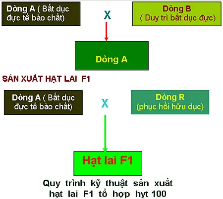 Cách Trồng Cây Cẩm Tím Thái, Lấy Màu Tự Nhiên Và In Lụa Màu Trầm