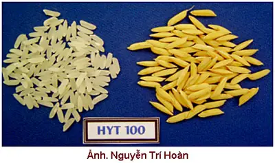 Cách Trồng Cây Cẩm Tím Thái, Lấy Màu Tự Nhiên Và In Lụa Màu Trầm