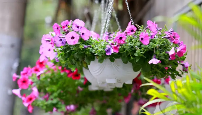 Cách Trồng Và Bón Phân Dạ Yến Thảo Tại Nhà Ra Nhiều Hoa Cách Trồng Và Bón Phân Dạ Yến Thảo Tại Nhà Ra Nhiều Hoa