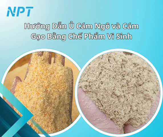 Cách Làm Cám Gạo Ủ Men Vi Sinh Để Trồng Nấm Tại Nhà