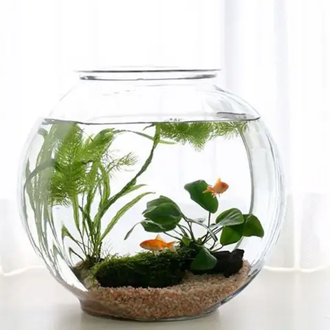 Cách Làm Chậu Cá Mini Trồng Cây Thủy Sinh: Hướng Dẫn Cho Người Mới Cách Làm Chậu Cá Mini Trồng Cây Thủy Sinh: Hướng Dẫn Cho Người Mới