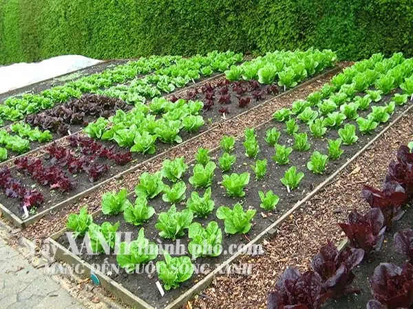 Cách Làm Đất Trồng Cây Táo: Công Thức Trộn Và Quy Trình Tại Nhà