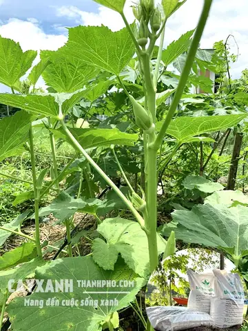 Cách Làm Đất Trồng Cây Táo: Công Thức Trộn Và Quy Trình Tại Nhà Cách Làm Đất Trồng Cây Táo: Công Thức Trộn Và Quy Trình Tại Nhà