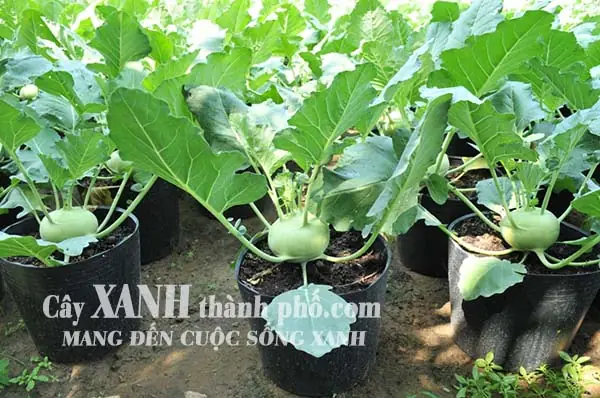 Cách Làm Đất Trồng Cây Táo: Công Thức Trộn Và Quy Trình Tại Nhà