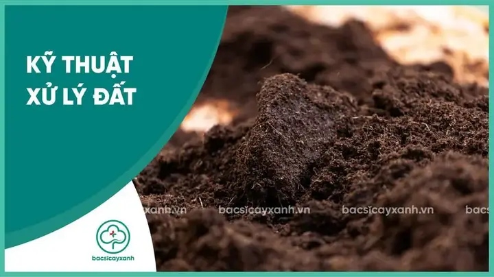 Cách Làm Đất Để Trồng Ớt: Chọn Đất, Xử Lý, Bón Lót Và Lên Luống Cách Làm Đất Để Trồng Ớt: Chọn Đất, Xử Lý, Bón Lót Và Lên Luống